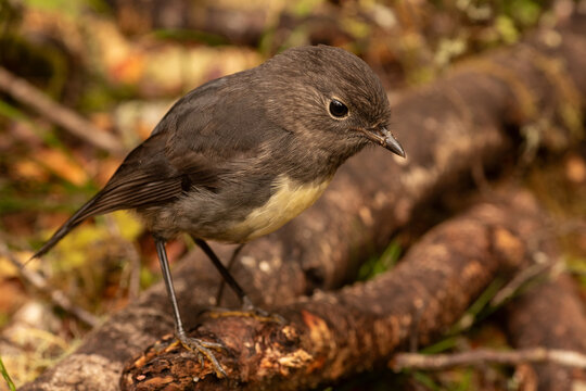 South Island robin, or kakaruai (petroica australis) on the ground in a forest area. South Island, New Zealand.