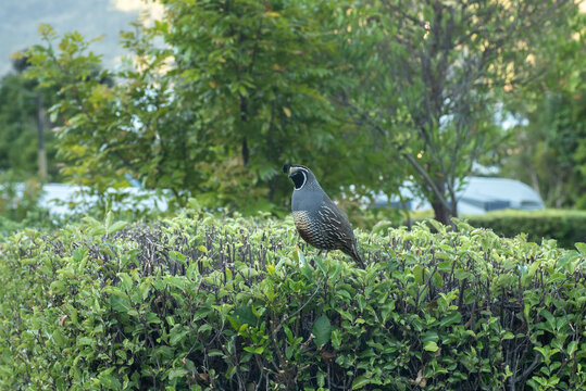 California quail, or tikaokao (callipepla californica) perched on a hedge in Marlborough, New Zealand.