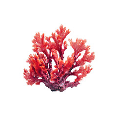 Red sea coral with complex branched structure on black background