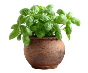 Potted basil plant with water droplets on leaves, against black background