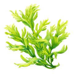 Bright green textured plant with frilly, overlapping leaves on a dark background