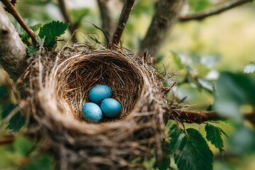 Three small blue eggs in a bird nest on a tree branch among green leaves