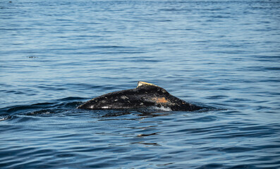 Fototapeta premium Arch Of Humpback Whales Back Breaches The Surface Of Santa Barbara Channel