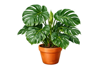 Fototapeta premium Monstera deliciosa houseplant growing in a terracotta pot, tropical swiss cheese plant on transparent background