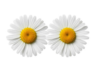 Obraz premium Contrasting Twin Daisies on Black Canvas Symbolizing Duality, Balance, and Minimalist Elegance in Nature
