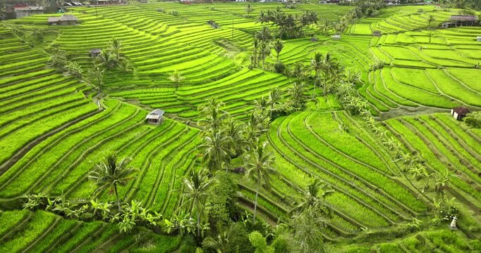 Jatiluwih rice terraces in Bali, a UNESCO World Heritage landscape of vibrant green paddy steps and traditional subak irrigation, showcasing serene rural farming and tropical cultural heritage