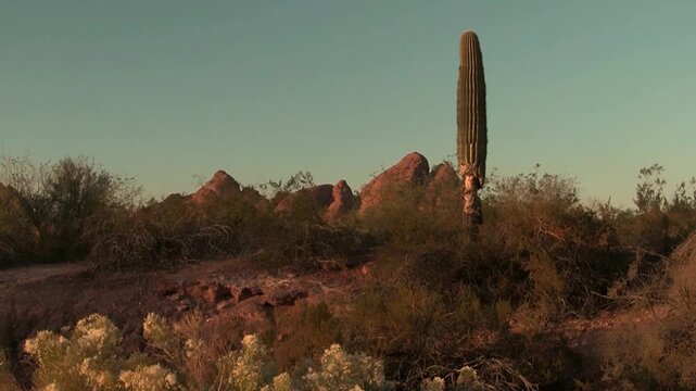
A bird flies behind a saguaro cactus with visible buttes in the background.