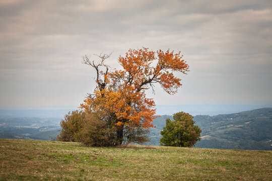 Autumn tree with orange leaves stands on the high meadows of Vrh Rajac in Serbia, set against distant hills. Rajac is a mountain of Sumadija, dinaric alps, a serbian natural touristic destination