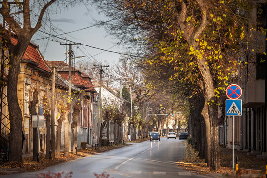 Tree lined street in Subotica, Serbia in autumn, with yellow leaves on branches and on the pavement, old houses along the road, traffic signs and a few cars driving through a quiet neighborhood.