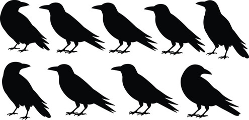 Fototapeta premium Black raven silhouettes set, crow bird vector collection, flying and standing poses, wildlife illustration, gothic animal shapes, isolated on white background design