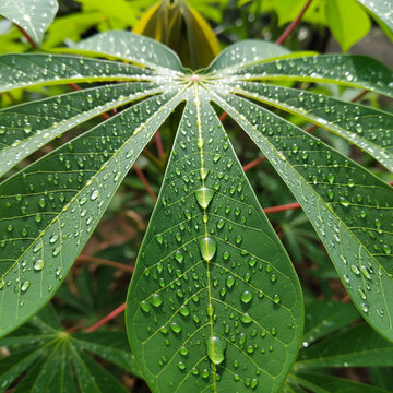 Raindrops on cassava leaves