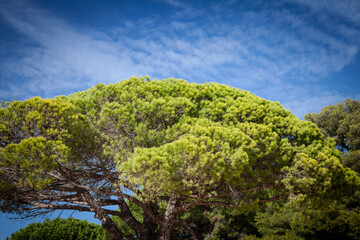 Obraz premium Large umbrella pine canopy (Pinus pinea) fills the frame against a blue sky, showing dense green needles and branching structure typical of Mediterranean stone pines often seen in southern France.