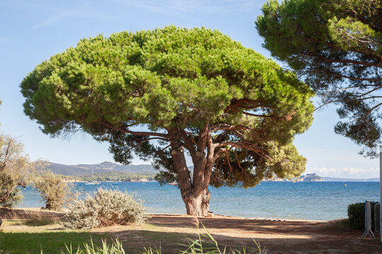 Stone pine (Pinus pinea) with umbrella canopy on Plage de l'Argentiere in La Londe-les-Maures, French Riviera, overlooking the Mediterranean Sea and beach on the Var coast in light on a sunny day.