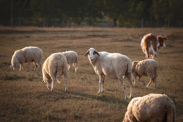 Fototapeta premium Sheep graze and stand on a dry pasture in Zasavica, Vojvodina, Serbia. Golden hour light shows the flock wool texture and the rural livestock farming. They're common farming animals, called ovis aries