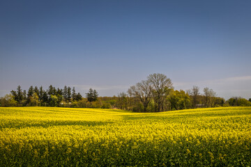 Obraz premium A vibrant field of yellow rapeseed (canola or oilseed rape) flowers in full bloom, stretching into the distance with a backdrop of green trees and a clear blue sky. 