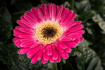 Obraz premium A striking, close-up photograph of vibrant purple African daisies (Osteospermum) in full bloom against a dark, natural background.