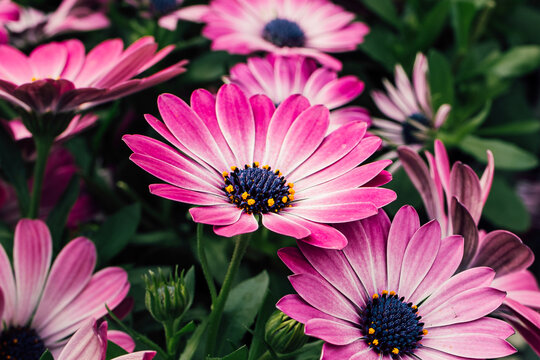 A striking, close-up photograph of vibrant purple African daisies (Osteospermum) in full bloom against a dark, natural background.