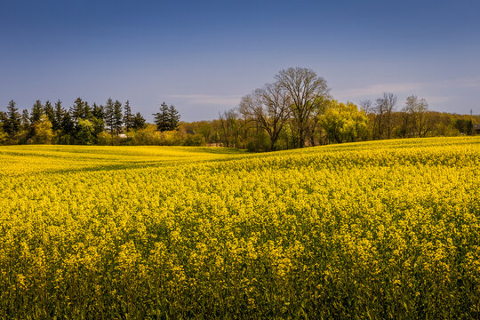 A vibrant field of yellow rapeseed (canola or oilseed rape) flowers in full bloom, stretching into the distance with a backdrop of green trees and a clear blue sky.  