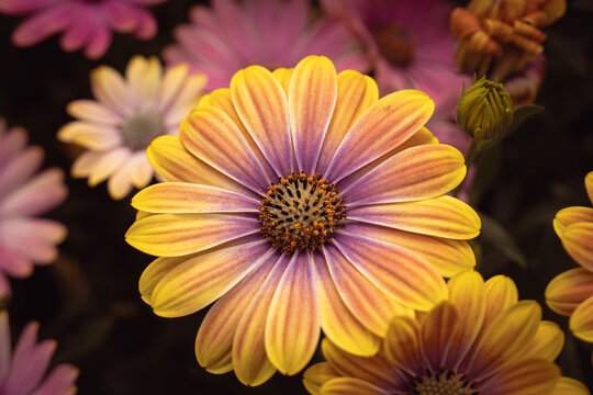 A vibrant close-up photograph of a yellow and purple African daisy (Osteospermum) in full bloom with a shallow depth of field and dark background.