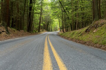 Fototapeta premium Forest Road