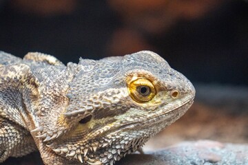 Fototapeta premium Bearded Dragon Close-Up (profile)