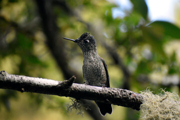 Bird colibri de chiloe © Francis
