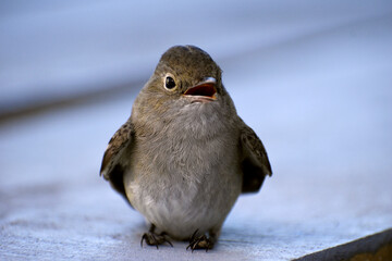 bird pajarito de chiloe