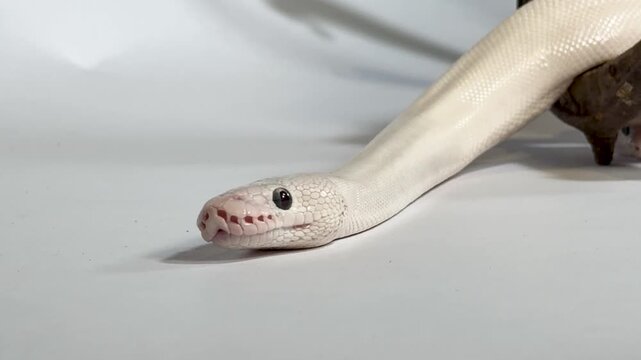 Leucistic Ball Python Flicking Tongue on White Background