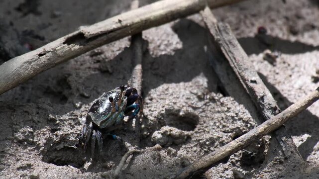 a small colorful fiddler crab standing cover a hole on the mud floor in swamp mangrove forest