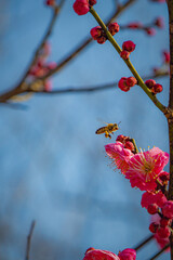 Flying Bee and Blooming Mei Hua Plum Flower Against Blue Sky, Wuhan