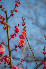 Winter Mei Hua Flowers on Branch with Blue Background, Wuhan China