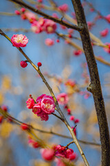 Winter Mei Hua Blossoms and Buds on Thin Branches, Wuhan China