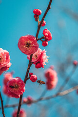 Blooming Chinese Plum Blossom Flowers Against Blue Sky, Winter Wuhan