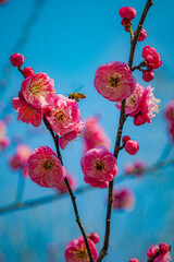 Winter Mei Hua Plum Flowers on Branch with Blue Background, Wuhan