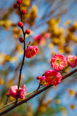 Pink Plum Blossoms and Buds on Branch in Winter, Wuhan China