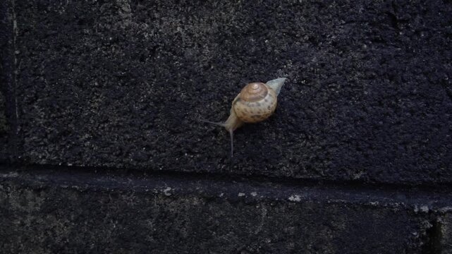 Slow Motion Pan of a Snail Crawling on an Old Concrete Wall in Miyako Island