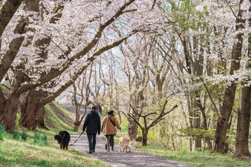 Obraz premium Sakura Cherry Blossom in Spring season, people and dog in Tendo Park or Maizuru Park landmark popular for tourist attractions in Yamagata prefecture, Tohoku, Japan