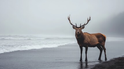 Obraz premium A majestic stag stands on a foggy beach, its antlers reaching towards the sky.