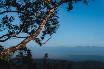 tree branch against a serene mountain backdrop during a clear blue sky day.
