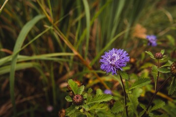 Vibrant purple wildflower in a serene natural setting.
