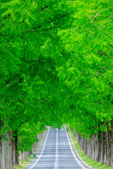初夏のメタセコイア並木　マキノ高原　滋賀県高島市　Metasequoia trees in autumn. Makino Plateau. Shiga Pref, Takashima City.