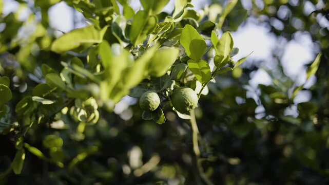 Kaffir Lime Fruits Growing On Tree In Daylight, A professional documentary clip of kaffir limes hanging on branch in bright light, leaves swaying, for Thai herb film or vibrant growth documentary.