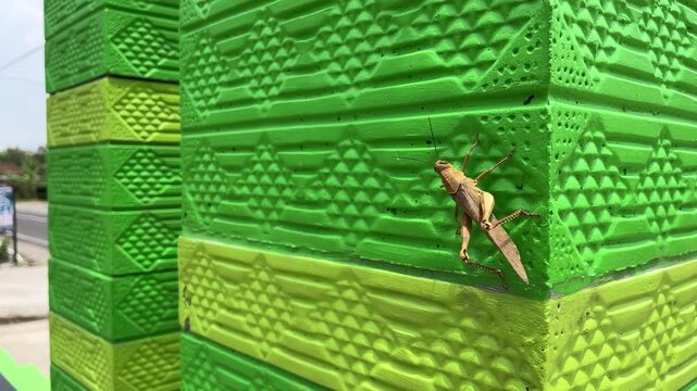 Close-up footage of a grasshopper resting on a vivid green wall under natural daylight. The scene highlights insect detail, texture contrast, and the presence of wildlife in an urban outdoor setting.