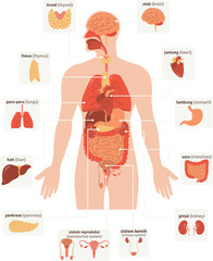 Human Anatomy Illustration with Organ Labels Detail