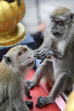 Macaque crabier cherche des poux - Malaisie 