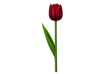 Obraz premium Red tulip flower blooming with green stem and leaf, symbolizing spring and beauty, isolated on transparent background