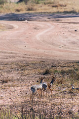 Fototapeta premium Telephoto of two Dik Diks - Madoqua kirkii- hiding in the bushes of the Serengeti, Tanzania
