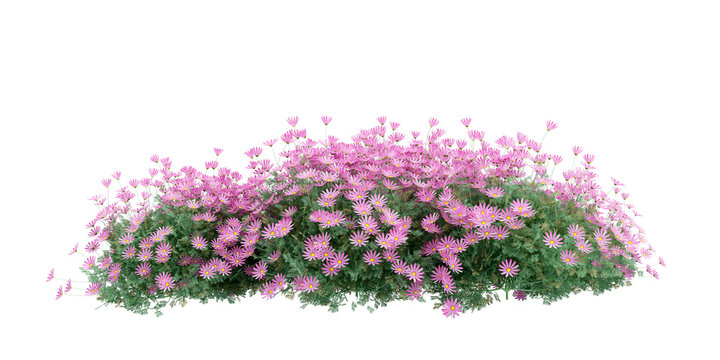 pink flowers shurbs isolated on white background