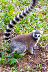 A ring-tailed lemur sits on the ground, holding its long striped tail high against a backdrop of grass