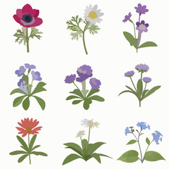 Botanical 3D flower collection isolated on white background anemone bellis babiana set © MdNipon